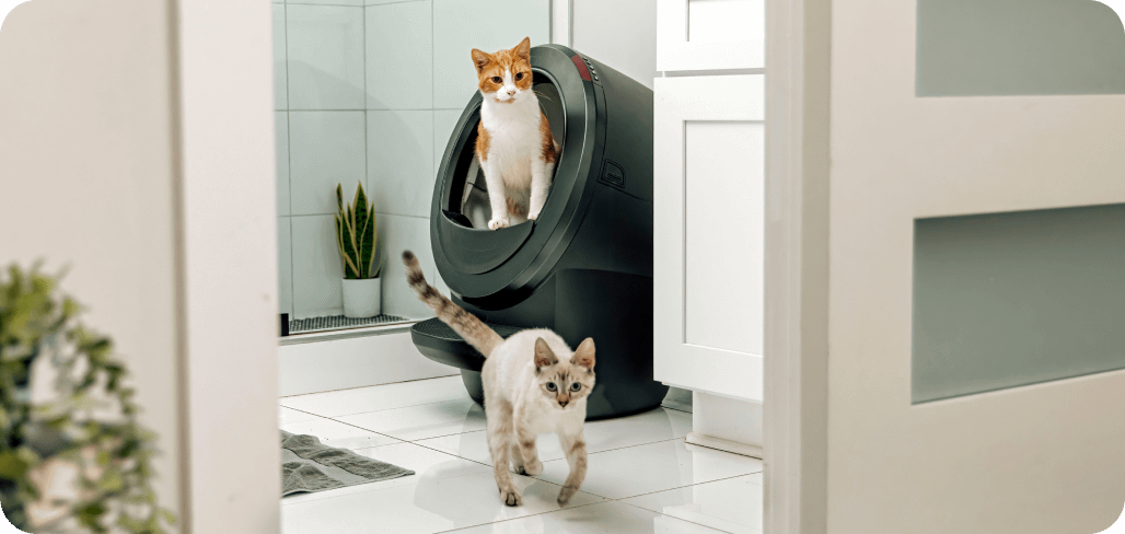 A cat standing in a Litter-Robot 4 as another cat walks by.