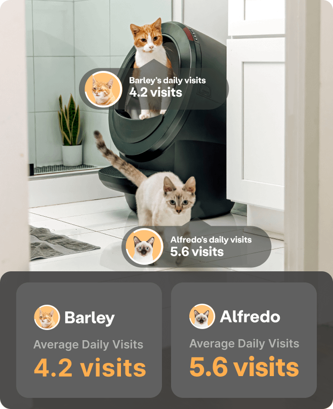 A cat standing in a Litter-Robot 4 with another cat near it.