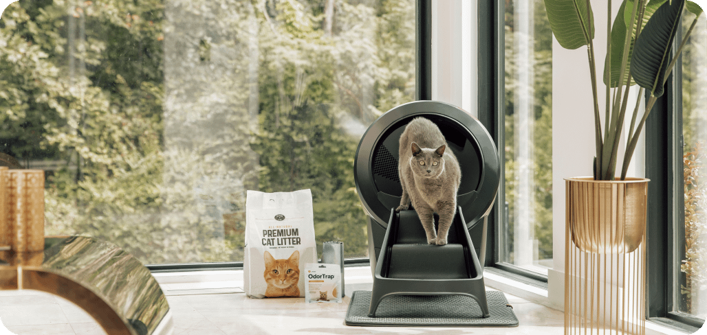 A gray cat walking down the Litter-Robot 4 ramp.
